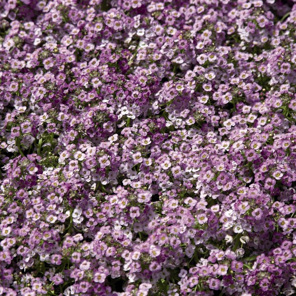 Lobularia maritima Tiny Tim Blue