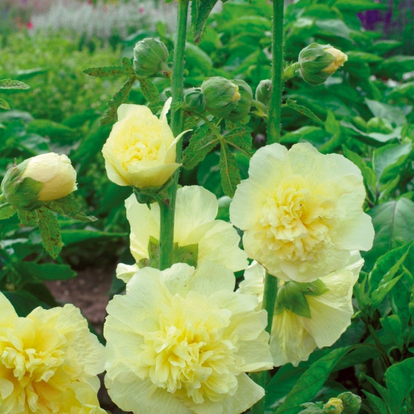 Alcea rosea Chater's Yellow