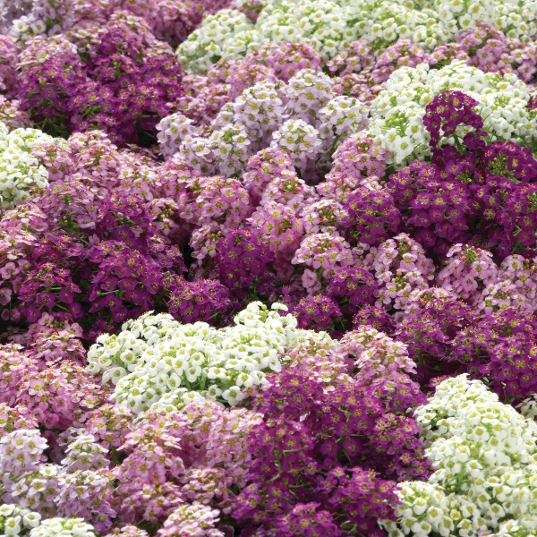 Lobularia maritima Tiny Tim Total Mix