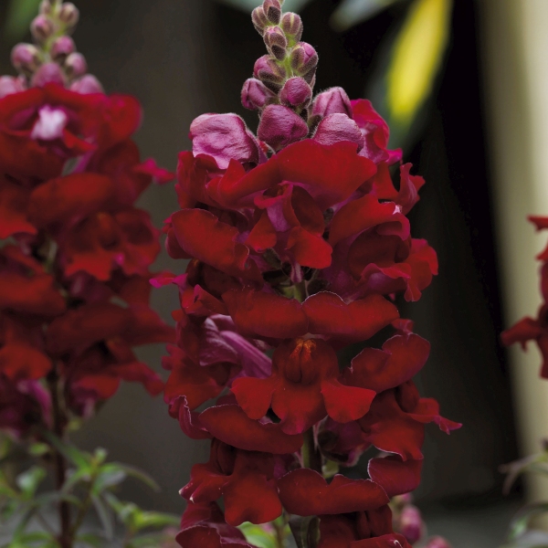 Antirrhinum majus Summer Burgundy Antirrhinum majus Summer Burgundy