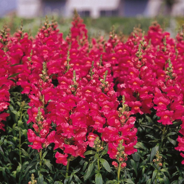 Antirrhinum majus Summer Rose Antirrhinum majus Summer Rose