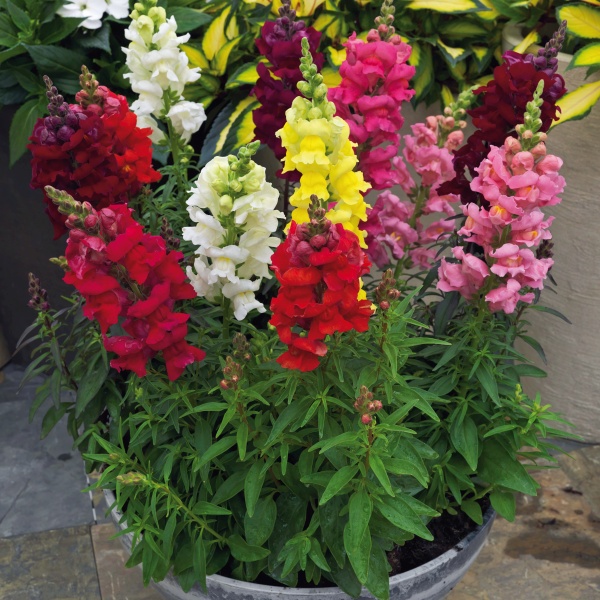Antirrhinum majus Summer Mix Antirrhinum majus Summer Mix