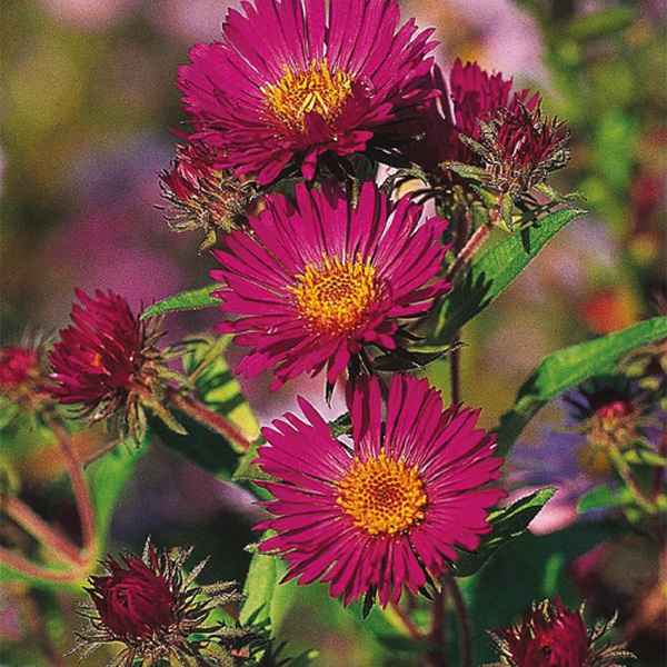 Aster novae-angliae Septemberrubin Aster novae-angliae Septemberrubin