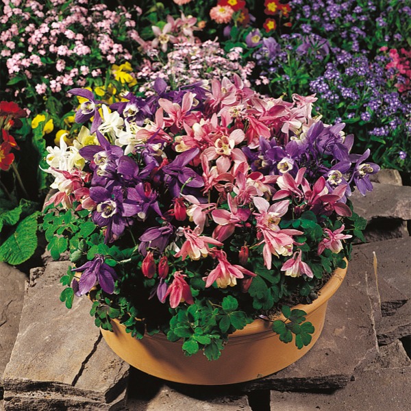 Aquilegia flabellata Cameo Mix Aquilegia flabellata Cameo Mix