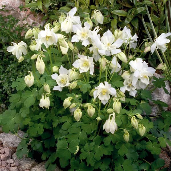 Aquilegia caerulea Spring Magic White