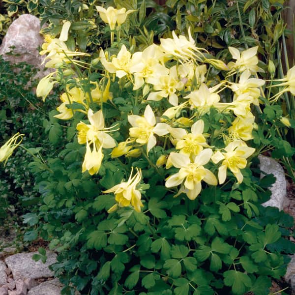 Aquilegia caerulea Spring Magic Yellow