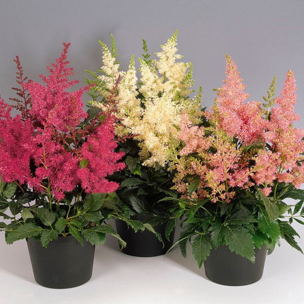 Astilbe arendsii Astary Mix
