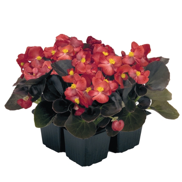 Begonia semperflorens Mascotte Bronze Scarlet