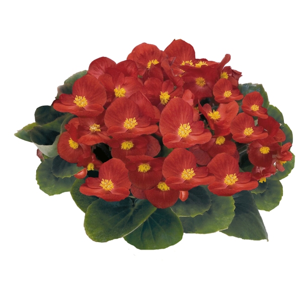 Begonia semperflorens Mascotte Scarlet