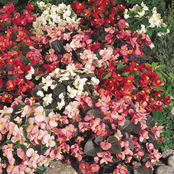 Begonia semperflorens Organdy Mix