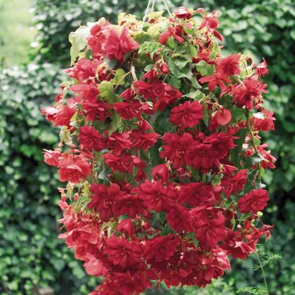 Begonia tuberosa Illumination Scarlet