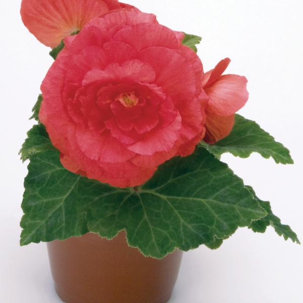 Begonia tuberosa Nonstop Rose