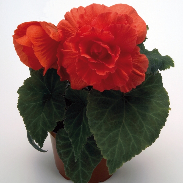 Begonia tuberosa Nonstop Salmon Deep