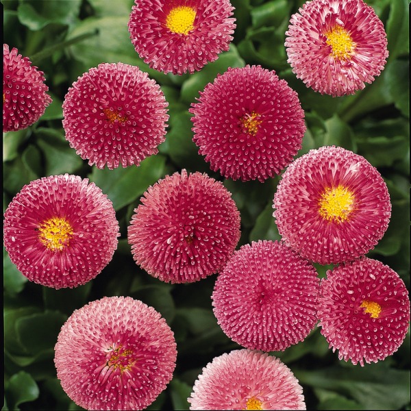 Bellis perennis Bellissima Rose Bellis perennis Bellissima Rose