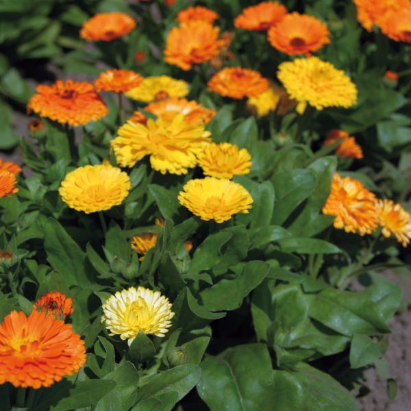 Calendula officinalis Gitane Mix