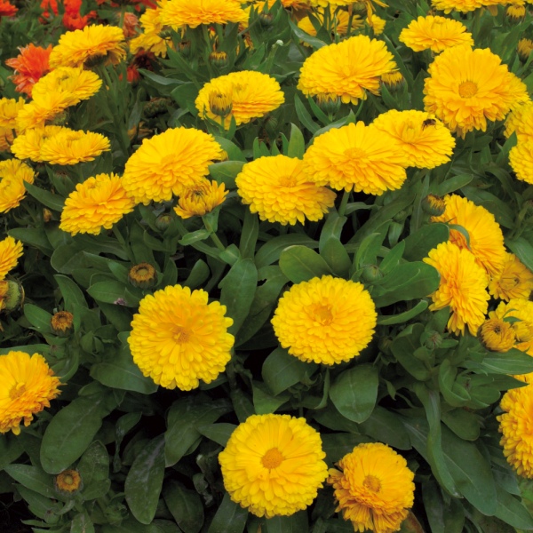 Calendula officinalis Gitane Yellow