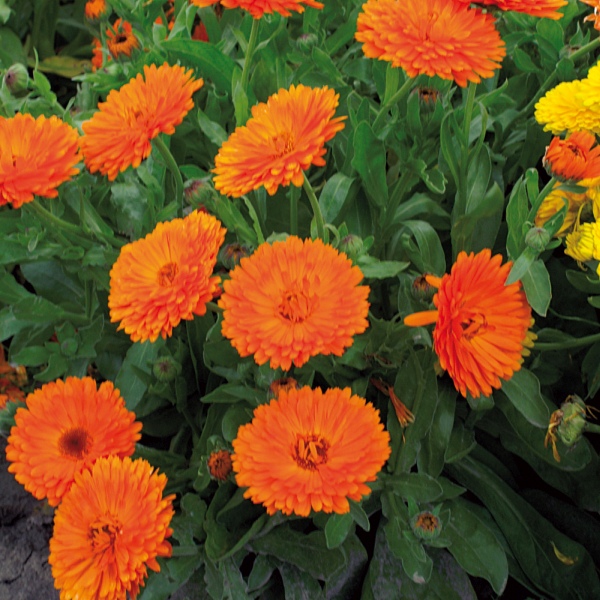 Calendula officinalis Gitane Orange