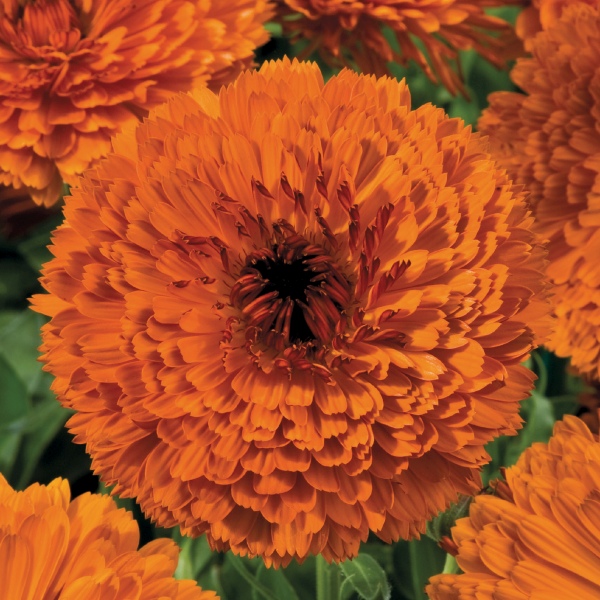 Calendula officinalis Touch Of Red Orange Calendula officinalis Touch Of Red Orange