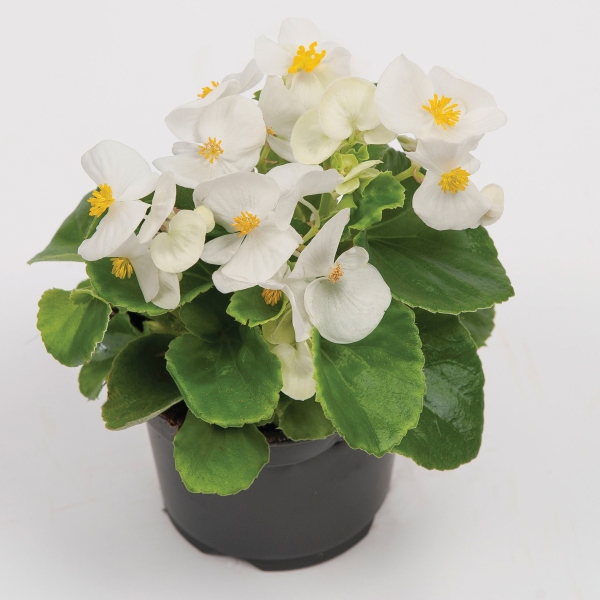 Begonia semperflorens Alfa White