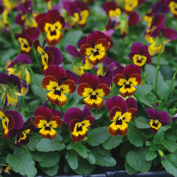Viola cornuta Butterfly Specials Butterfly Burgundy Yellow Face Improved