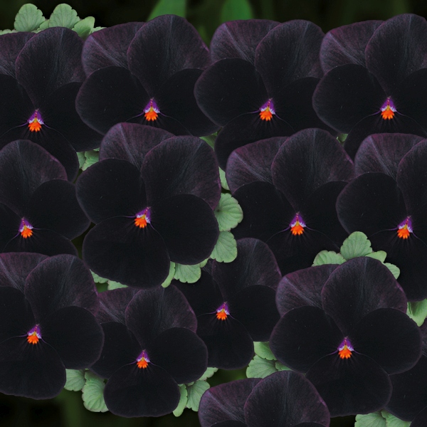 Viola cornuta Butterfly Clear Colours Butterfly Black