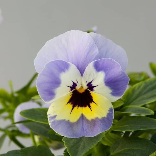 Viola cornuta Butterfly Beacon Yellow Blotch