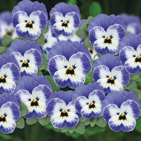 Viola cornuta Butterfly Specials Butterfly Blue White Eye