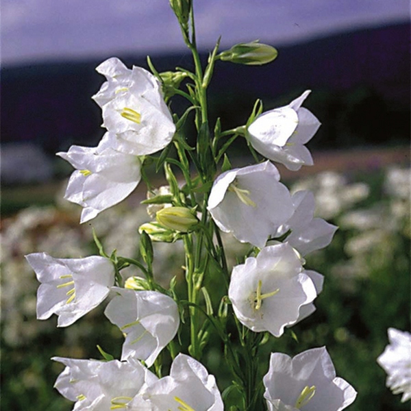 Campanula persicifolia White