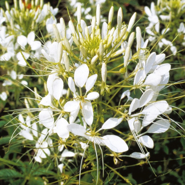 Cleome spinosa Queen White