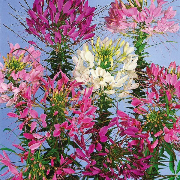 Cleome spinosa Queen Mix