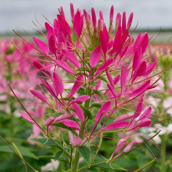 Cleome spinosa Queen Cherry