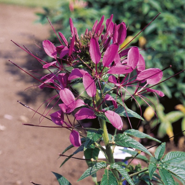 Cleome spinosa Queen Violet
