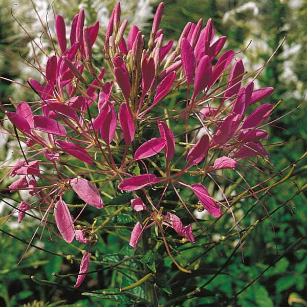 Cleome spinosa Queen Rose