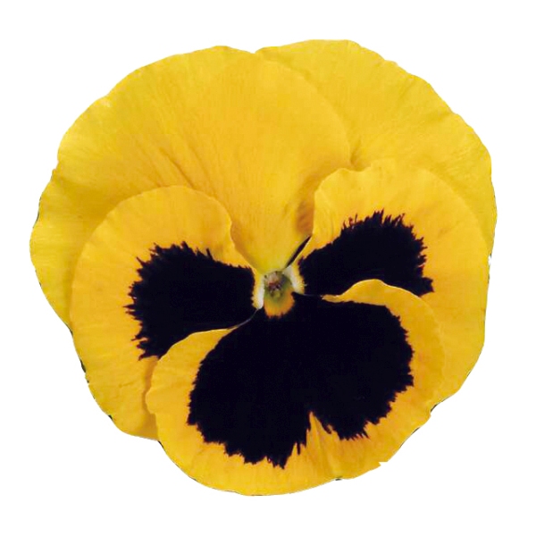 Viola wittrockiana Carrera Yellow Blotch
