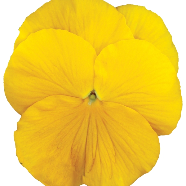 Viola wittrockiana Carrera Yellow