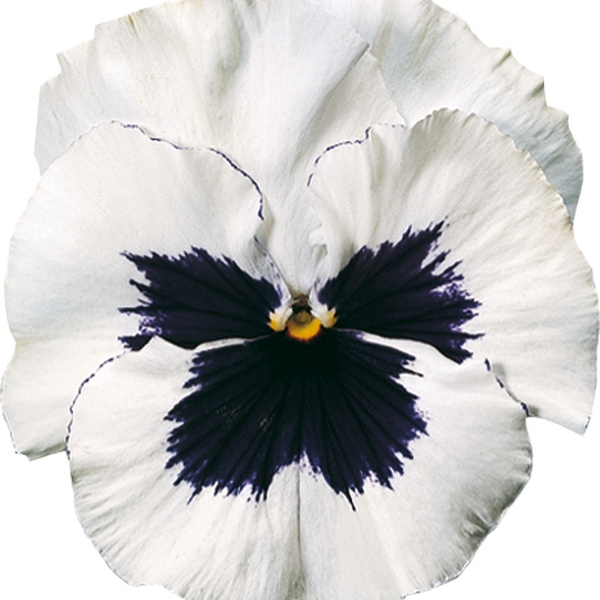 Viola wittrockiana Carrera White Blotch