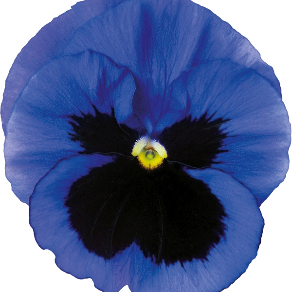Viola wittrockiana Carrera Blue Blotch