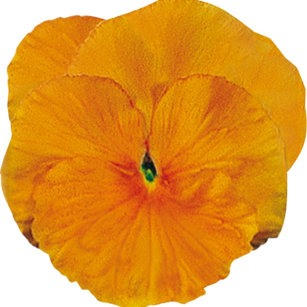 Viola wittrockiana Carrera Clear Colours Carrera Orange