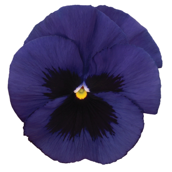 Viola wittrockiana Carrera Deep Blue Blotch