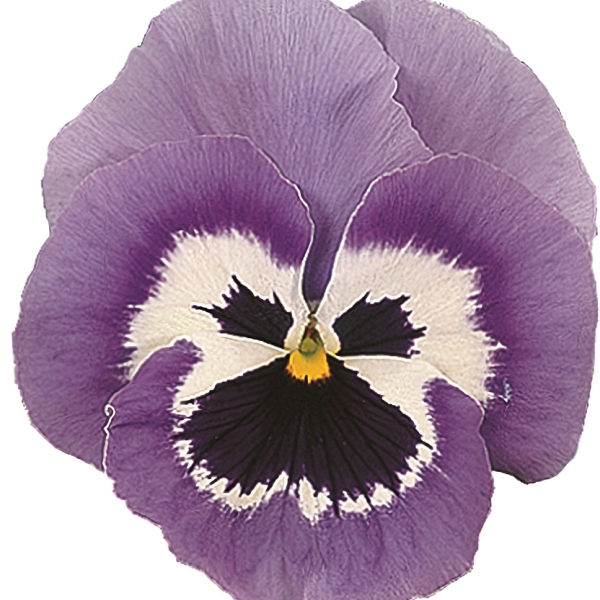 Viola wittrockiana Carrera Blue Face
