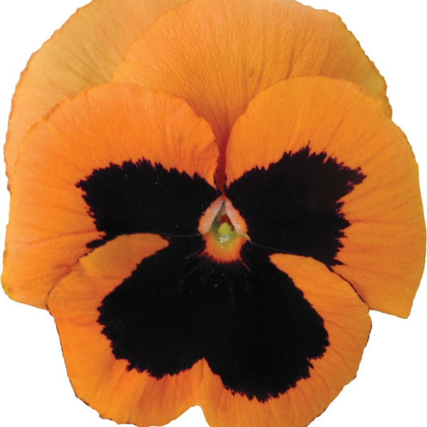Viola wittrockiana Carrera Orange Blotch