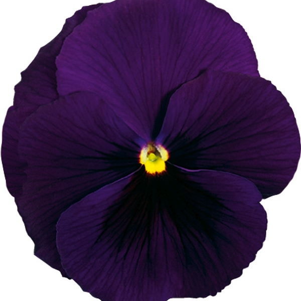 Viola wittrockiana Carrera Purple