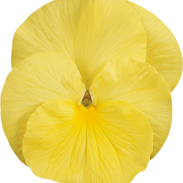 Viola wittrockiana Carrera Clear Colours Carrera Lemon
