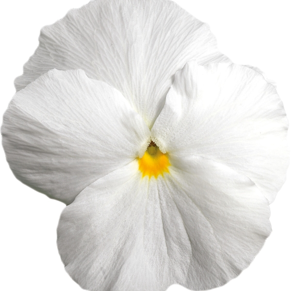 Viola wittrockiana Carrera Clear Colours Carrera White