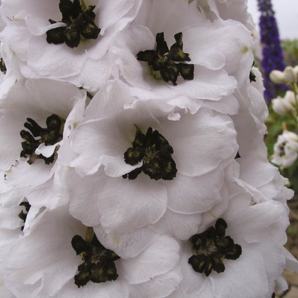 Delphinium cultorum Fantasy White & Black