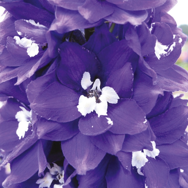 Delphinium cultorum Fantasy Blue with White Blotch