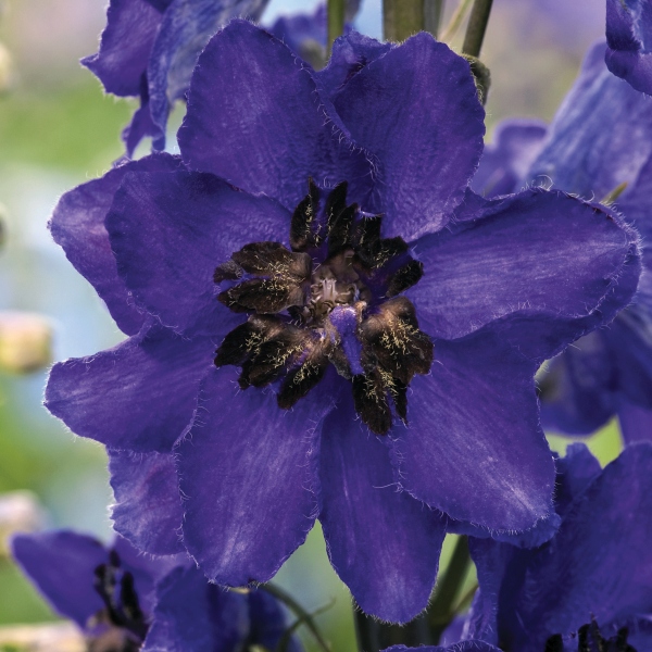 Delphinium cultorum Fantasy Blue Black Blotch