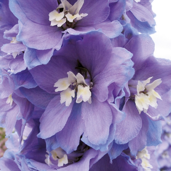 Delphinium cultorum Fantasy Azure with White Blotch