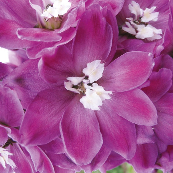 Delphinium cultorum Fantasy Lilac Rose & White