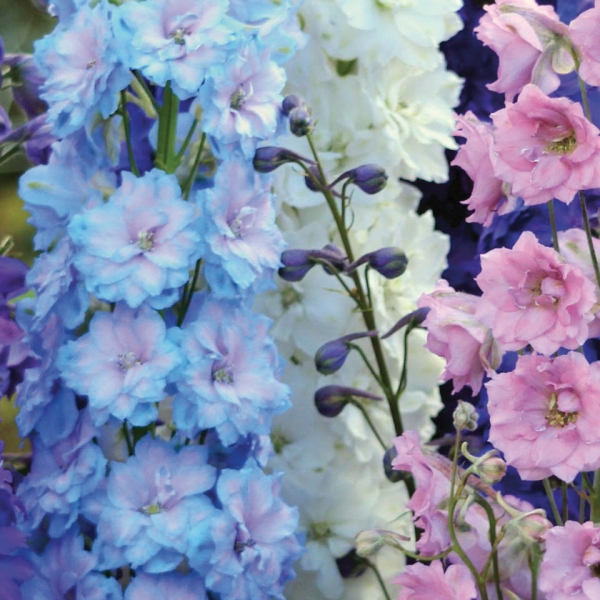 Delphinium cultorum Fantasy Mix